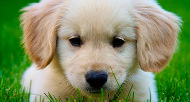 Golden retriever pup A pet brings many upsides. But inevitably there is loss too