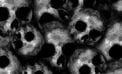 Human skulls piled on one another The Black Death and its aftermath