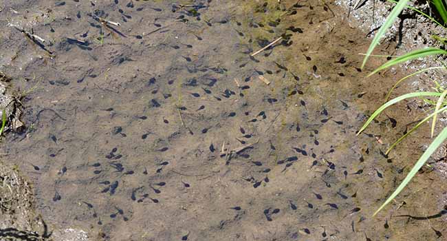 Tadpoles in vernal pond