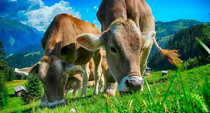 Grazing livestock could reduce greenhouse gases atmosphere: study
