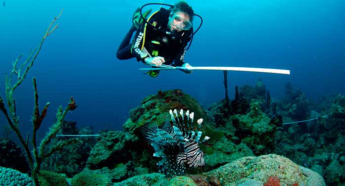 Predicting which species most at risk from voracious lionfish predators