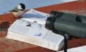 black-capped chickadee bird watching nature wildlife animals Kid-friendly, nature-themed activities to do during COVID-19