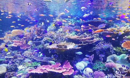 Researchers create new method for making lifelike aquatic artificial habitats