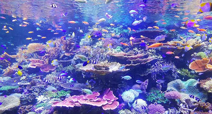 Researchers create new method for making lifelike aquatic artificial habitats