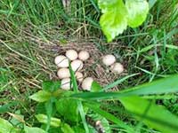 Wild-Turkey-eggs in ontario