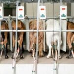 Supply management was meant to save Canadian dairy